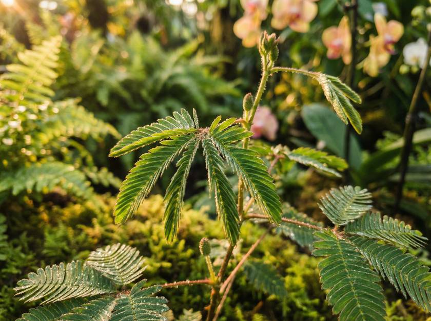 丝瓜视频含羞草视频